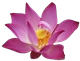 潭门鸿信工艺厂