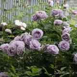 【屋檐的春天】  蓝色风暴月季花苗 玫瑰盆栽 扦插小苗 暗恋的心