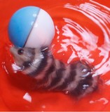 猫咪最爱 宠物玩具猫玩具电动海狸球 会动的水中老鼠（水陆两用）