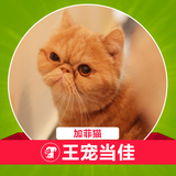 红白异长加菲猫宠物异国短毛猫超级粘人活体猫