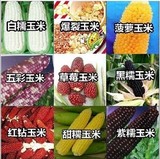 蔬菜种子春季种 玉米种子 菠萝/水果/草莓玉米 甜/黑/糯玉米盆栽