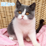 【已到佛山新家】蓝白英短猫正八包子脸 宠物活体猫咪幼猫蓝猫公