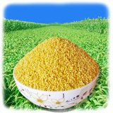 黄小米2015新米 小黄米 农家月子米1000g 有机杂粮一公斤包邮