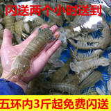 北京闪送鲜活水产皮皮虾富贵虾琵琶虾濑尿虾虾蛄虾婆3斤起包闪送