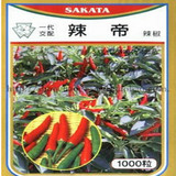 寿光蔬菜种子 进口朝天椒种子---辣帝 号称香辣的辣椒种子