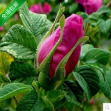 可食用玫瑰花苗法国大马士革香水玫瑰 保加利亚玫瑰 带花苞保成活