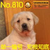 No.810拉布拉多2015.11.3生纯种黄色幼犬宠物狗狗母出售支付宝