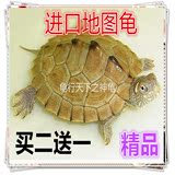 地图龟苗活体乌龟活体宠物龟巴西龟草龟水陆龟3-7厘米全品包邮