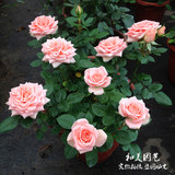 花卉盆栽香水月季玫瑰 欧月  欧洲玫瑰 微月 带花发货 状态好多色