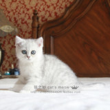 银色渐层色英国短毛猫银渐层绿眼英短宠物猫纯种猫家养好品相