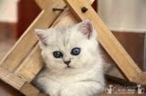 【猫之妙】银色渐层色英国短毛猫纯种猫纯英短不带折耳基因宠物猫