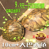 巴西龟活体乌龟活体宠物龟水陆龟招财龟黄金大巴西龟包邮10cm+