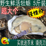 野生鲜活海蛎子 牡蛎 生蚝贝类生鲜非即食 海鲜水产品 5斤装包邮