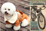 日本它它touchdog宠物狗衣服 秋冬棉衣蝴蝶结蕾丝装 KA12W012
