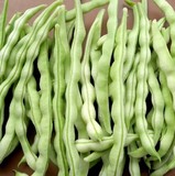 北京有机蔬菜时令新鲜嫩豆角 无公害蔬菜长豆角青菜农家肥在撇