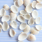 天然海星贝壳海螺浪漫地中海风情家居装饰 小毛白贝壳 鱼缸饰品