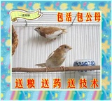 十姐妹鸟/保姆鸟/平头/驼色 宠物鸟/小型鸟/活体鸟 （1只）