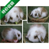活体兔小白兔纯白垂耳兔宠物兔黄白垂耳兔兔兔宝宝颜色随机发