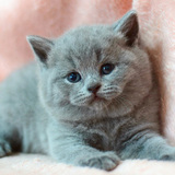 CAA注册 英国短毛猫 蓝猫 宠物猫DD【维尼】●家●