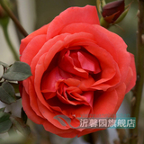 【喜庆】当年开花 盆栽花卉 玫瑰花苗 四季播盆栽地栽易种植物