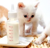 包邮宠物奶瓶/带替换奶嘴清洁刷/小狗奶瓶/小猫奶瓶/幼犬奶瓶泰迪