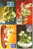 水仙花极限片（全套4枚）-- 珠江极限  postcard  MC  花卉极限片