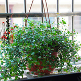 吊兰 庭院办公室室内绿色植物盆栽 千叶吊兰 吸甲醛 净化空气