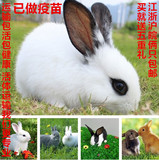 兔子活体宠物兔宝宝迷你兔子公主兔熊猫兔小白兔小黑兔包邮包活