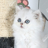 金吉拉 长毛猫 波斯猫 白猫 纯种猫 宠物猫 母猫公猫《售罄展示》