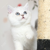 英国短毛猫 银渐层 渐层 纯种猫 立耳 英短 弟弟GG 白猫