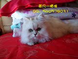【菲凡-猫咪】纯种 金吉拉 麦子（母）种猫 {随时可以预定小猫}