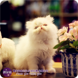 异国短毛猫 异国 短毛 猫 加菲猫 幼猫 纯种白色 活体宠物包健康