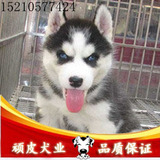 北京纯正血统哈士奇幼犬出售 纯种雪橇犬黑色三火双蓝眼 实拍