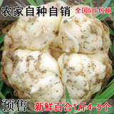 预售2016龙山新鲜百合农家自产特级食用功效卷丹鲜百合一斤4-6个