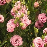 花婆婆 法国进口花种子秋春播种多年生 重瓣洋桔梗 Misty Pink
