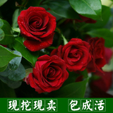 红玫瑰花苗包邮 当年开花精品花卉绿植物 室内庭院阳台室内外盆栽
