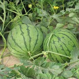 早佳8424西瓜种子 阳台庭院盆栽蔬菜水果种子易种四季西瓜种子