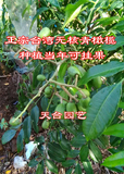 庭院盆栽正宗台湾太平洋橄榄苗 沙梨橄榄苗  橄榄树苗 当年可挂果