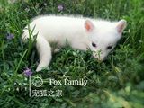 宠物狐狸活体十几年精心驯化，雪狐赤狐熊猫狐，现货包邮视频挑选