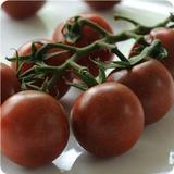 进口美国保尔种子 黑番茄 黑色樱桃番茄(Black Cherry Tomato )