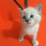 6月更新 布偶猫山猫重点色 弟弟 疫苗一次包健康活体幼崽幼猫小猫