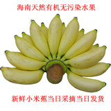 新鲜小米焦/新鲜皇帝香蕉/海南正宗原产新鲜水果/5斤装包邮
