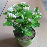 室内花卉 盆栽植物 白色茉莉花苗  香味浓花型好看 净化空气