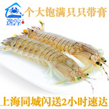 上海鲜活海鲜只只带膏皮皮虾虾姑琵琶虾虾爬子富贵虾15-20只/斤