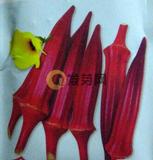 红秋葵种子-补肾菜种子（10克）蔬菜种子夏季