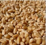 云南农家杂粮粗粮小麦粒500g带皮胚芽小麦仁免费磨全麦粉五斤包邮