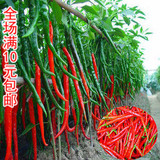 阳台种菜蔬菜 杭椒线椒种子 香辣红将军菜种 庭院盆栽种植辣椒籽