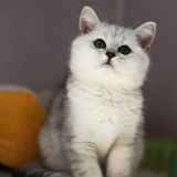 【千宠名猫馆】幼猫活体 银白双色渐层 赛级纯种英国短毛猫宝宝