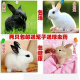 宠物兔宝宝迷你兔子活体纯种小白兔公主兔熊猫兔自家繁殖包运输笼
