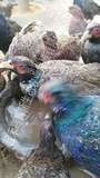 孔雀蓝野山鸡七彩野山鸡种蛋可孵化受精蛋
